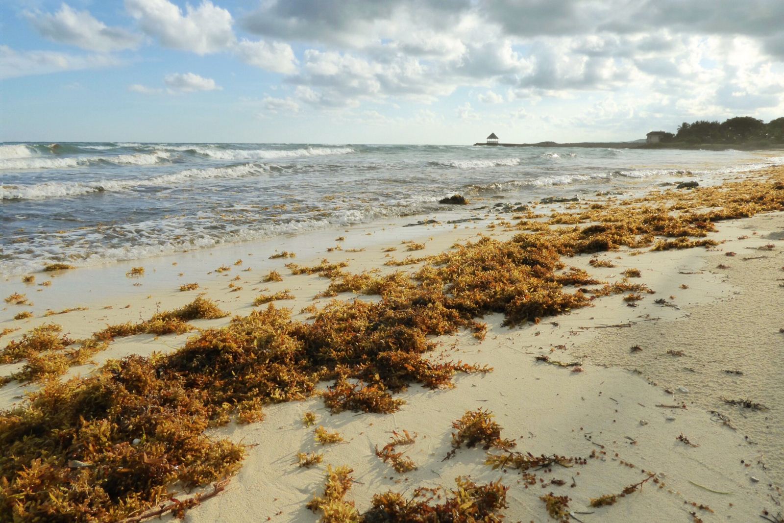 Sargassum Seaweed Invasion at Silver Sands Jamaica